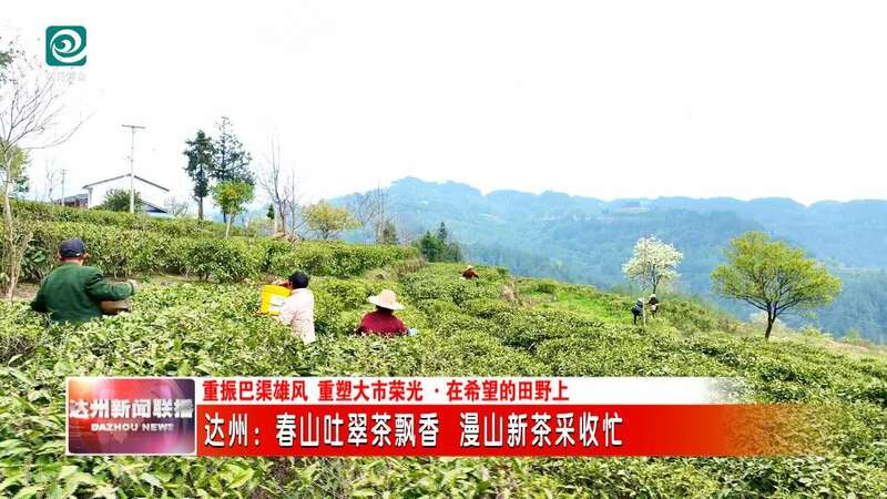 达州春茶采摘季开启 高效机械助力乡村振兴 达州:春山吐翠茶飘香 漫山新茶采收忙