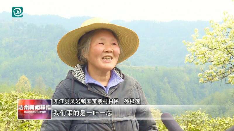 达州春茶采摘季开启 高效机械助力乡村振兴 达州:春山吐翠茶飘香 漫山新茶采收忙
