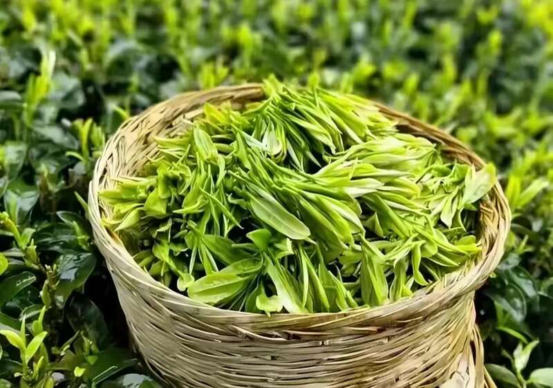 福建绿茶为何被冷落?品质不输名茶却难上位 好魔幻!福建绿茶“挤”进前排,却在本省活成了小透明……