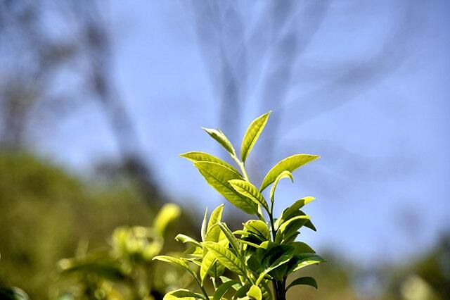 云南春茶市场行情及1405个村寨预报价分析 最高95000元/公斤!云南2025年春茶预报价公布
