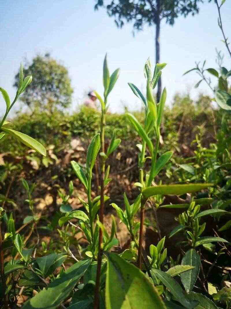 春茶产量或略降 气候影响品质提升 2025全国三月茶情