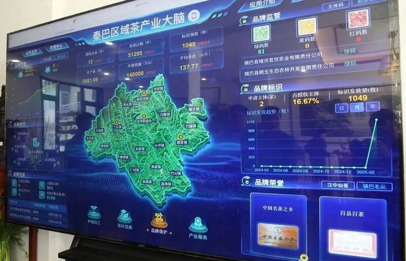 镇巴茶产业数字大脑引领智能化管理转型 一码溯源,镇巴茶有了“数字身份证”