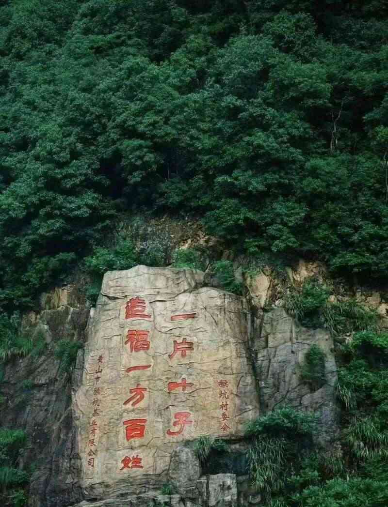 黄山区茶产业转型升级:非遗传承与创新融合发展新路径 在黄山,看传统茶产业如何“老树”发“新芽”?