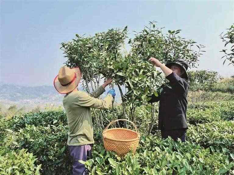 “茶委员”:驱动福鼎白茶产业发展的“引擎” “茶委员”:驱动福鼎白茶产业发展的“引擎”