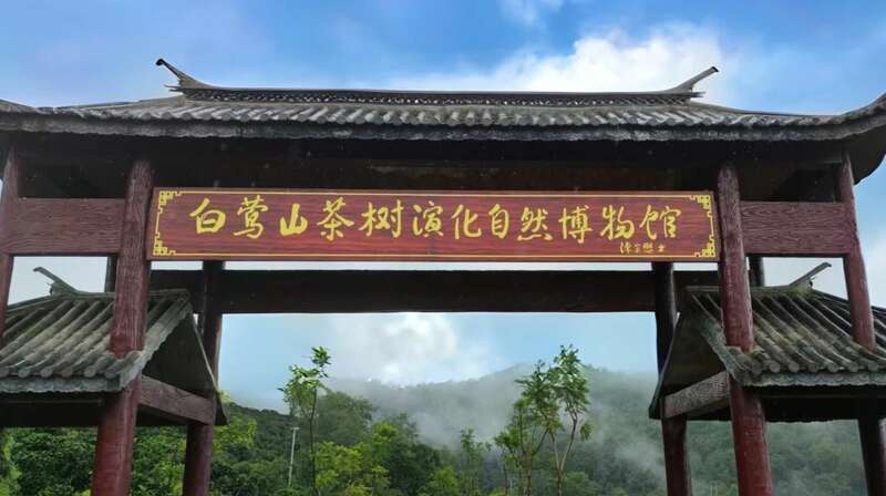 白莺山普洱:茶树基因库与味觉图腾 下关秘境白莺山龙珠 品味一山百味的白莺山魅力