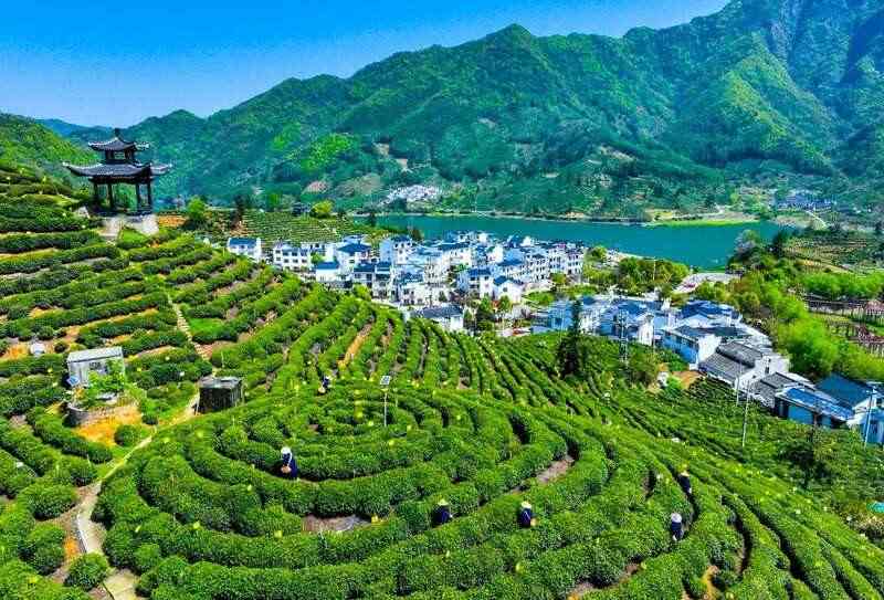 黄山茶产业焕新记 非遗传承与科技创新共舞 在黄山,看传统茶产业如何“老树”发“新芽”?