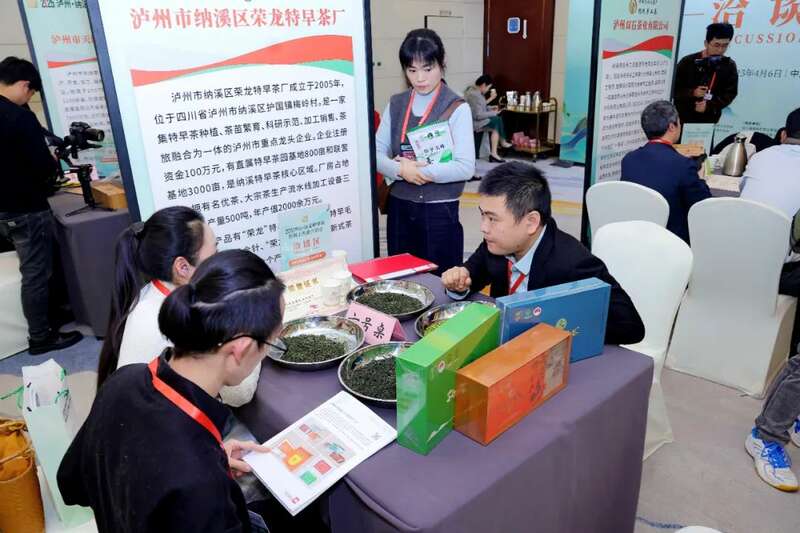 川茶产业新标杆:纳溪特早茶全域生态布局亮相蓉城 全国客商云集成都,共品中国春天的第一杯茶:纳溪特早茶