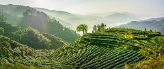 富溪镇岭后村：春茶采摘正当时，茶旅融合促振兴