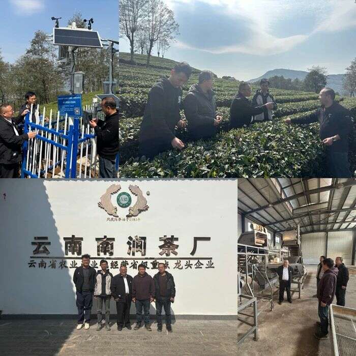 云南茶叶研究所推进春茶季服务三农助农增收 茶叶所科技赋能大理州茶产业高质量发展