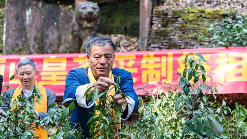 蒙顶山皇茶采制祭祖大典:弘扬茶文化,彰显世界圣山地位 2025年蒙顶山皇茶采制祭祖大典隆重举行