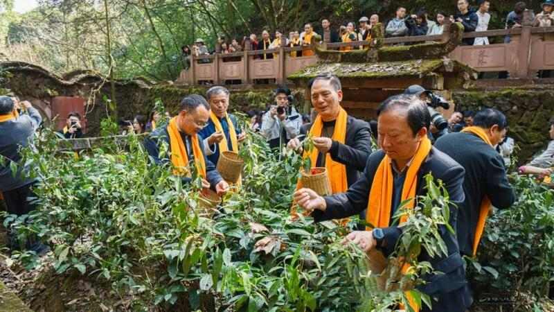 蒙顶山皇茶采制祭祖大典:弘扬茶文化,彰显世界圣山地位 2025年蒙顶山皇茶采制祭祖大典隆重举行