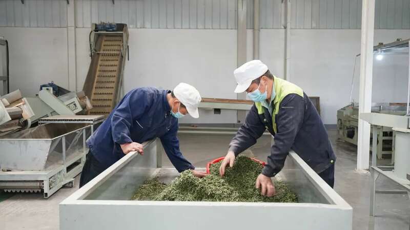 蒙顶山茶企订单创新高 传统工艺助力品质升级 5.2亿元订单落地 茶企开足马力保交付!