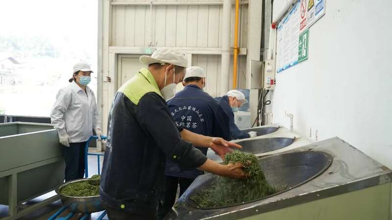 蒙顶山茶企订单创新高 传统工艺助力品质升级 5.2亿元订单落地 茶企开足马力保交付!