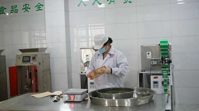 蒙顶山茶企订单创新高 传统工艺助力品质升级 5.2亿元订单落地 茶企开足马力保交付!