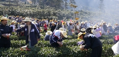 学茶技、吃茶宴、看茶舞!农文旅融合激活春日经济新消费 学茶技、吃茶宴、看茶舞!农文旅融合激活春日经济新消费