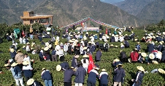 学茶技、吃茶宴、看茶舞!农文旅融合激活春日经济新消费 学茶技、吃茶宴、看茶舞!农文旅融合激活春日经济新消费