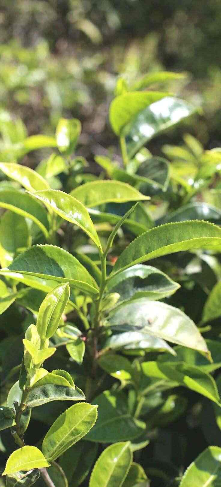 下关大树春饼茶 细酌高山云雾滋养出的“春韵” 下关大树春饼茶 细酌高山云雾滋养出的“春韵”