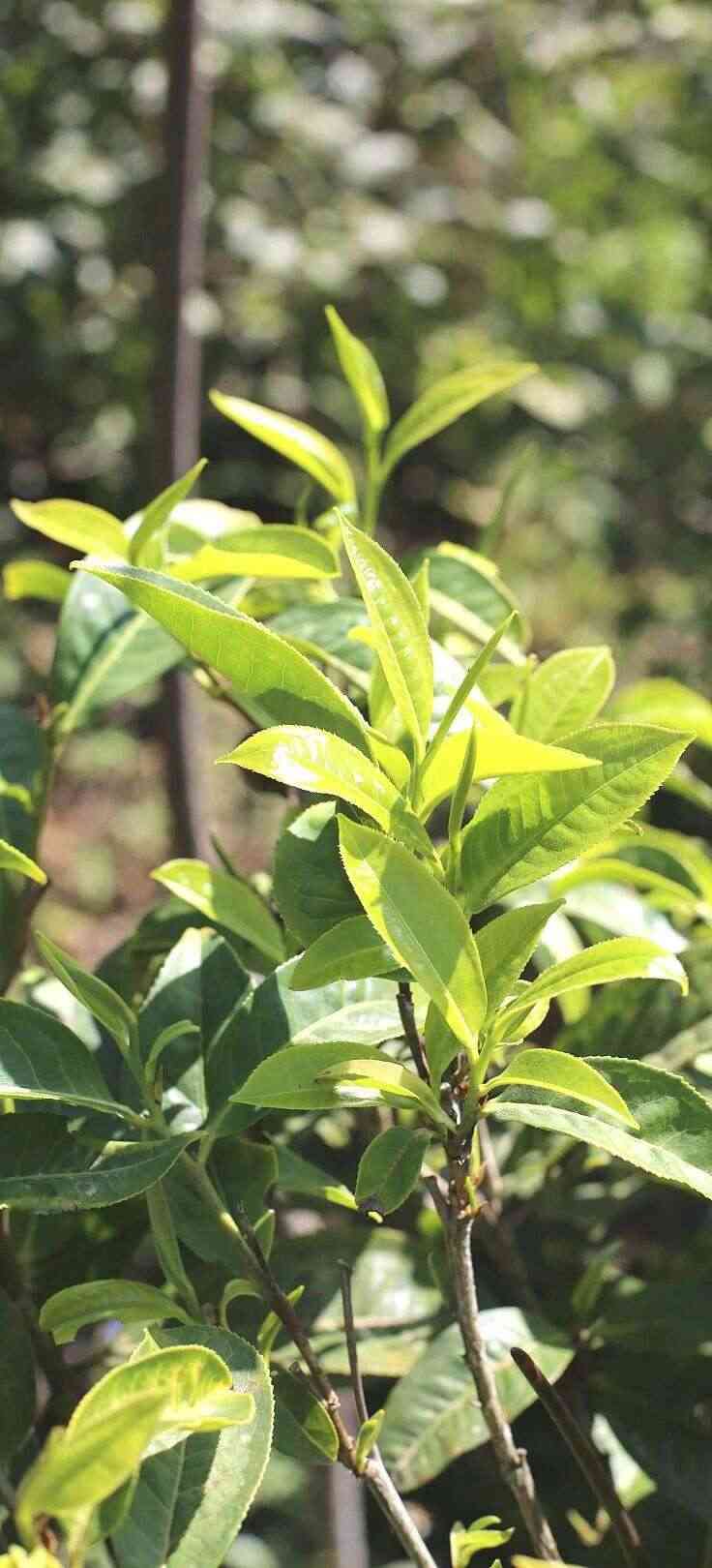下关大树春饼茶 细酌高山云雾滋养出的“春韵” 下关大树春饼茶 细酌高山云雾滋养出的“春韵”