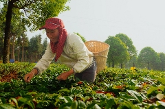 七彩云南庆沣祥茶业出席第十一届京东春茶节共促茶产业高质量发展 七彩云南庆沣祥茶业出席第十一届京东春茶节共促茶产业高质量发展
