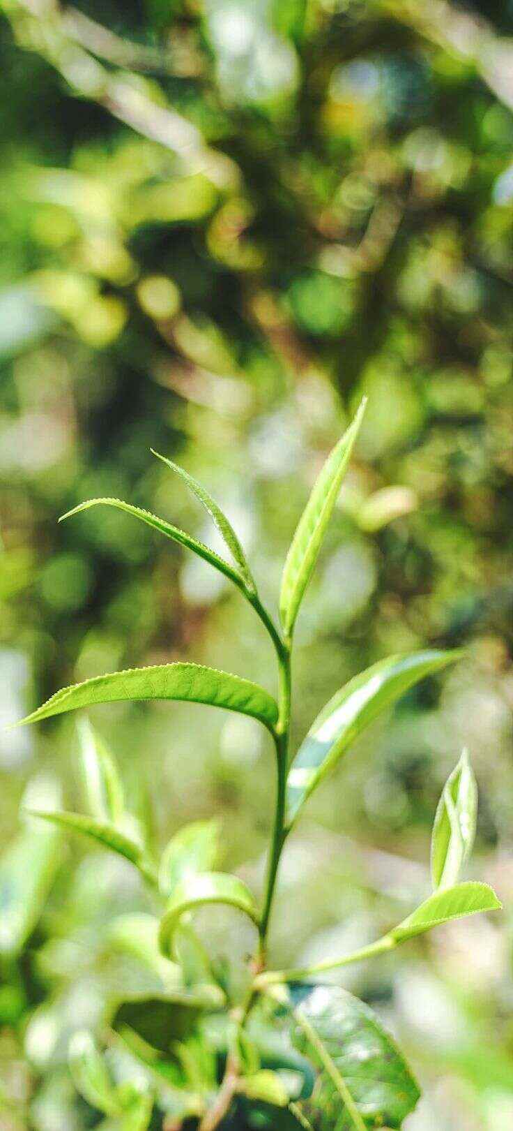 下关大树春饼茶 细酌高山云雾滋养出的“春韵” 下关大树春饼茶 细酌高山云雾滋养出的“春韵”