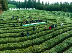 荥经县“塔山”牌茶叶,绿色品质铸就品牌传奇 荥经县“塔山”牌茶叶,绿色品质铸就品牌传奇