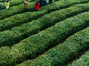荥经县“塔山”牌茶叶,绿色品质铸就品牌传奇 荥经县“塔山”牌茶叶,绿色品质铸就品牌传奇