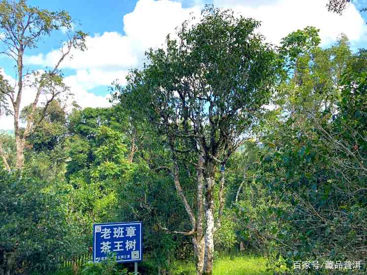 老班章普洱茶价格为何连年上涨？揭开绿叶变黄金行业内幕