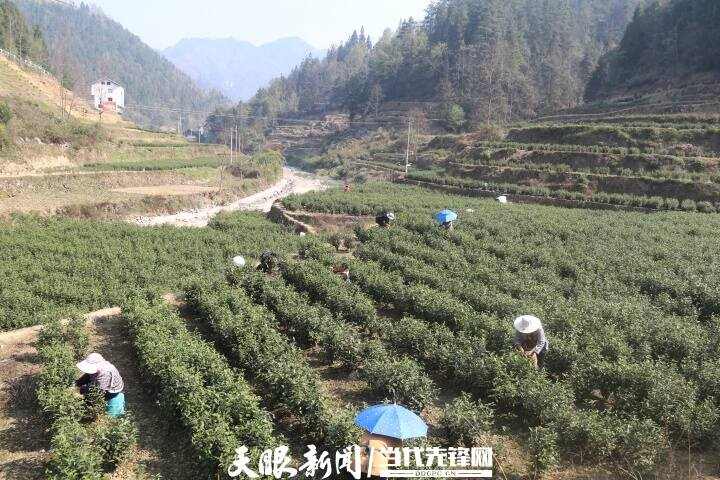 正安流渡镇:茶农正忙着让“第一篓”抢“鲜”入市 正安流渡镇:茶农正忙着让“第一篓”抢“鲜”入市
