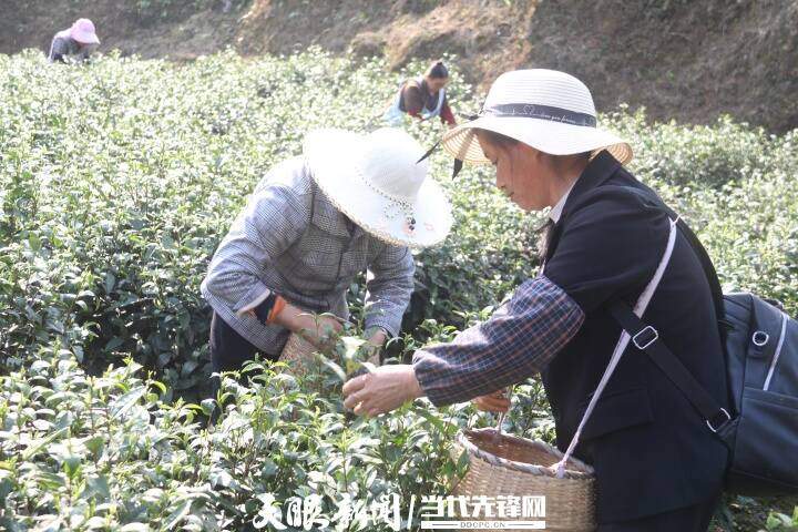 正安流渡镇:茶农正忙着让“第一篓”抢“鲜”入市 正安流渡镇:茶农正忙着让“第一篓”抢“鲜”入市