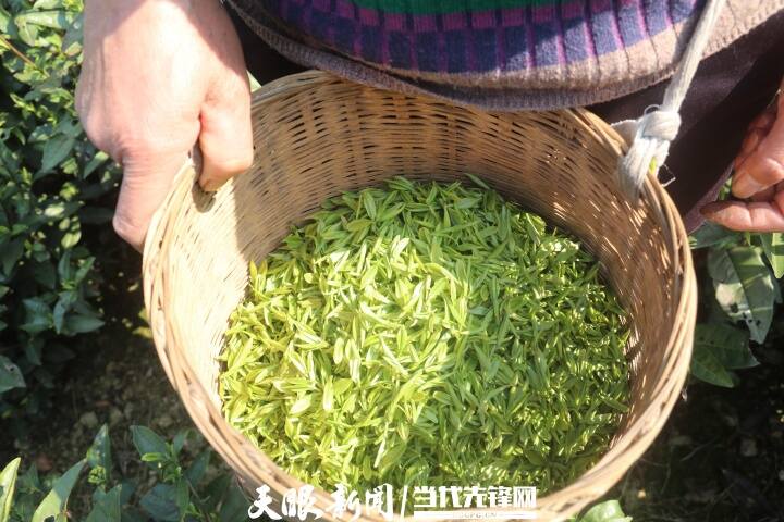 正安流渡镇:茶农正忙着让“第一篓”抢“鲜”入市 正安流渡镇:茶农正忙着让“第一篓”抢“鲜”入市