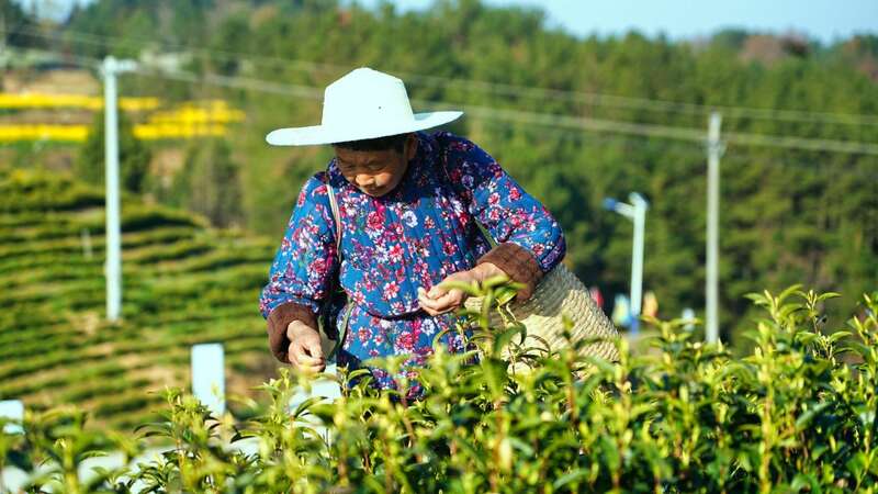 明前茶抢“鲜”上市!达州各茶园迎来了采摘黄金期 达州融媒 立即打开 明前茶抢“鲜”上市!达州各茶园迎来了采摘黄金期