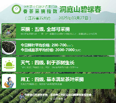 2025春茶季:信阳毛尖开采 2025春茶季:信阳毛尖开采
