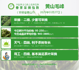 2025春茶季:信阳毛尖开采 2025春茶季:信阳毛尖开采