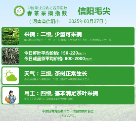 2025春茶季:信阳毛尖开采 2025春茶季:信阳毛尖开采