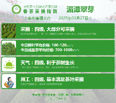 2025春茶季:信阳毛尖开采 2025春茶季:信阳毛尖开采