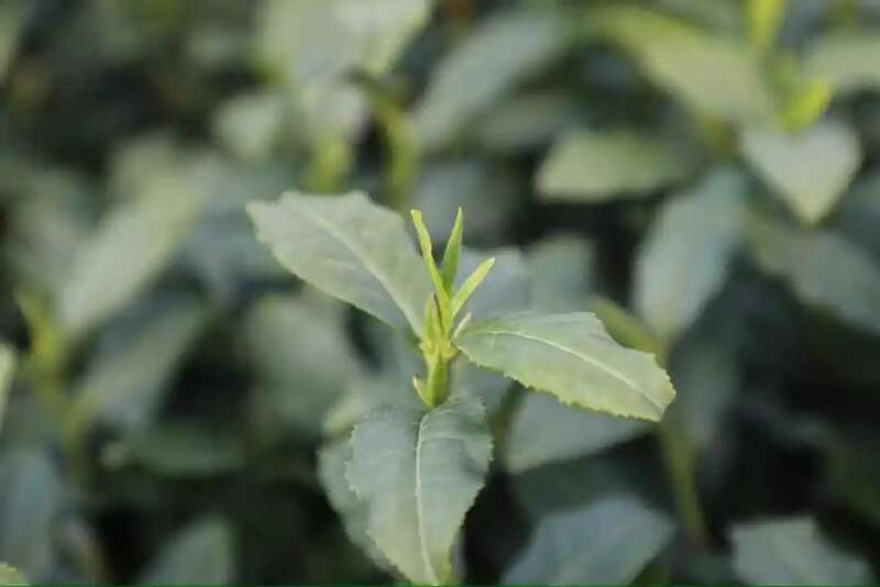 春茶越早采摘品质越好?你为追春茶交了哪些“智商税”? 春茶越早采摘品质越好?你为追春茶交了哪些“智商税”?