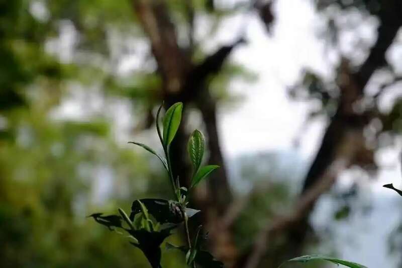 春茶越早采摘品质越好?你为追春茶交了哪些“智商税”? 春茶越早采摘品质越好?你为追春茶交了哪些“智商税”?
