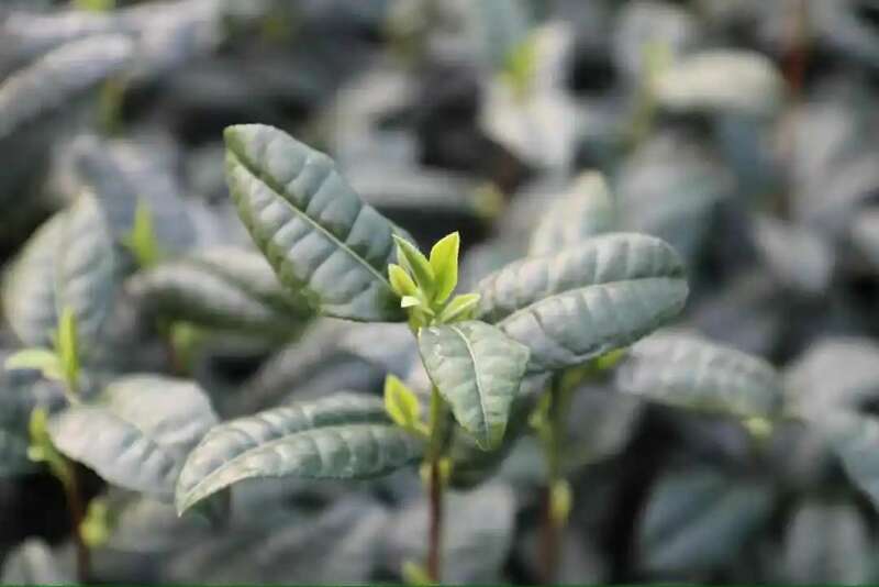 春茶越早采摘品质越好?你为追春茶交了哪些“智商税”? 春茶越早采摘品质越好?你为追春茶交了哪些“智商税”?