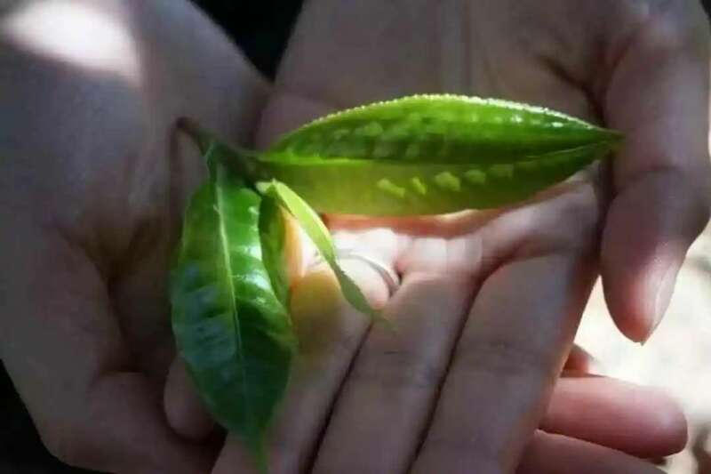 春茶越早采摘品质越好?你为追春茶交了哪些“智商税”? 春茶越早采摘品质越好?你为追春茶交了哪些“智商税”?