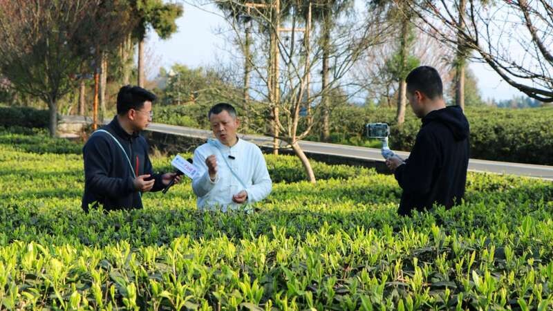 云端品茗探茶源 安逸茶山迎客来 云端品茗探茶源 安逸茶山迎客来