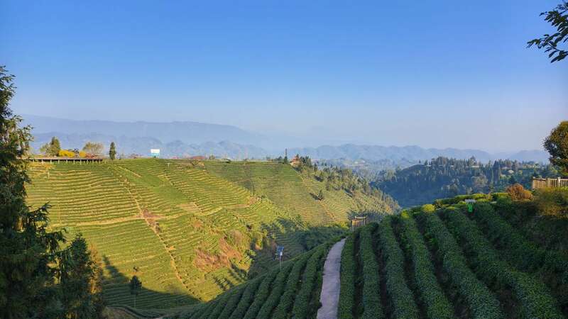云端品茗探茶源 安逸茶山迎客来 云端品茗探茶源 安逸茶山迎客来