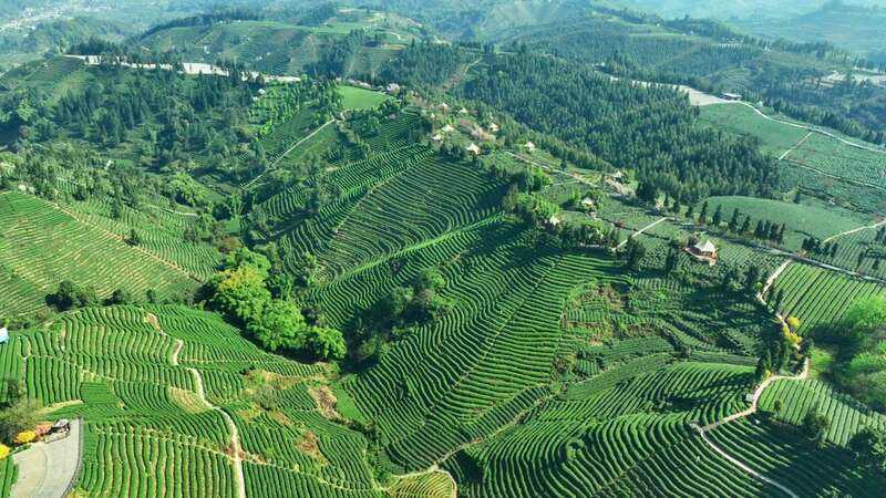 云端品茗探茶源 安逸茶山迎客来 云端品茗探茶源 安逸茶山迎客来