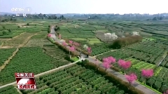 CCTV-1晚间新闻聚焦:名山区茶文旅融合发展新风貌 CCTV-1晚间新闻聚焦:名山区茶文旅融合发展新风貌