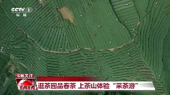 CCTV-1晚间新闻聚焦:名山区茶文旅融合发展新风貌 CCTV-1晚间新闻聚焦:名山区茶文旅融合发展新风貌