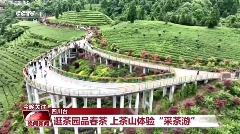 CCTV-1晚间新闻聚焦:名山区茶文旅融合发展新风貌 CCTV-1晚间新闻聚焦:名山区茶文旅融合发展新风貌