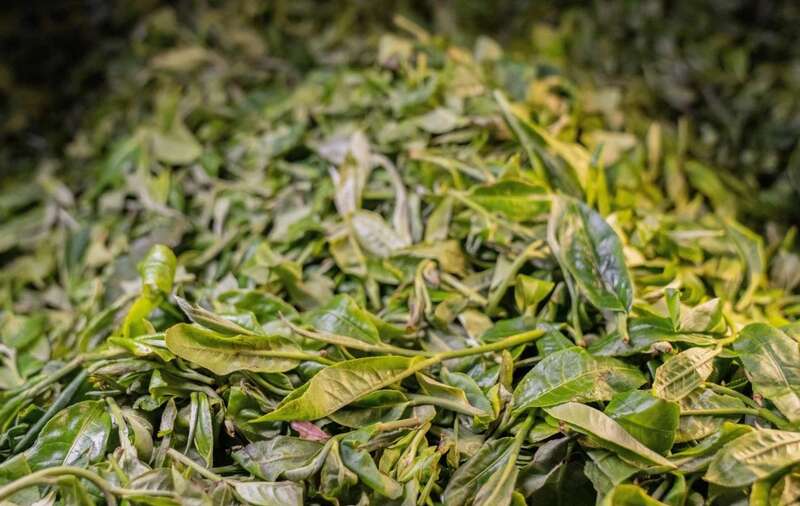 下关岩子头古树沱茶 汲取山水精华,成就绝美品质 下关岩子头古树沱茶 汲取山水精华,成就绝美品质