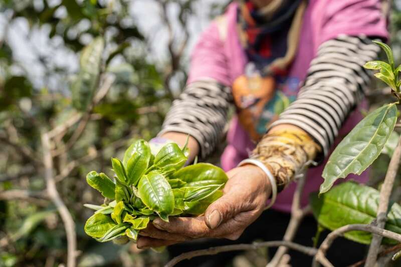 下关岩子头古树沱茶 汲取山水精华,成就绝美品质 下关岩子头古树沱茶 汲取山水精华,成就绝美品质