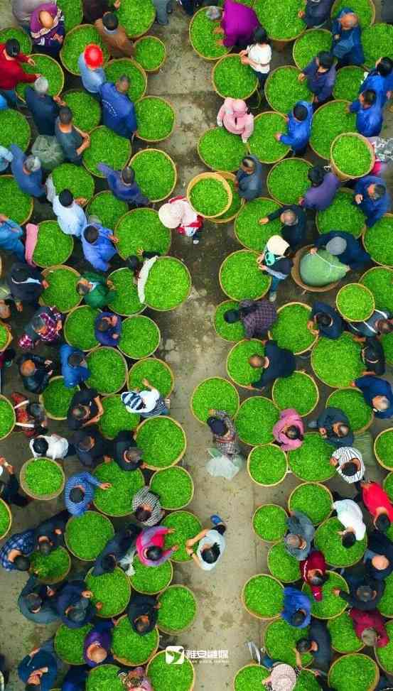 雅安春茶:采茶体验与茶文化传承 来不来雅安喝茶?