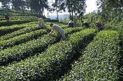 雅安春茶:采茶体验与茶文化传承 来不来雅安喝茶?