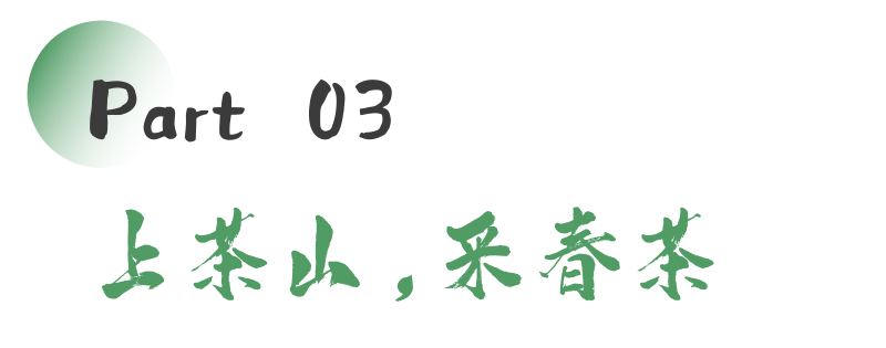 雅安春茶:采茶体验与茶文化传承 来不来雅安喝茶?